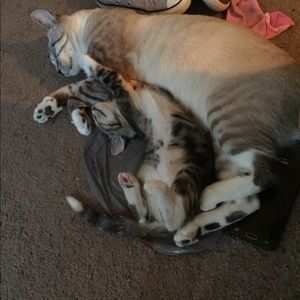 Meet your Posher, Elizabeth